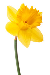 Daffodil flower or narcissus isolated on white background cutout