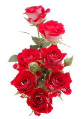Red rose flower bouquet isolated on white background cutout