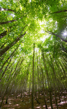 beautiful green forest