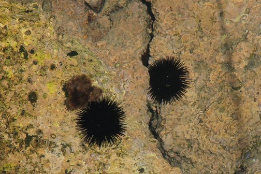 oursins dans la mer &eacute;g&eacute;e