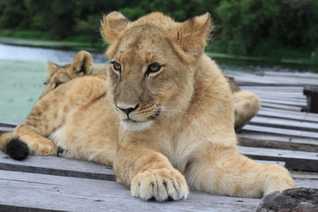 junge Löwen, liegend