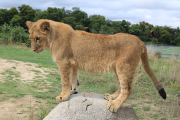 Fototapeta na wymiar junger Löwe auf Stein stehend