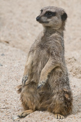 Fototapeta premium close view of suricate watching around
