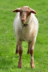 Coburger Fuchsschaf Lamm