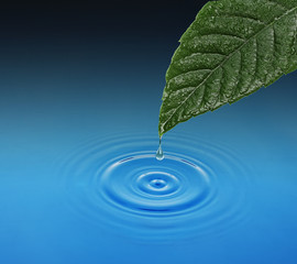 Naklejka na ściany i meble Green leaf with water drop falling. Blue waves