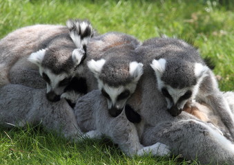 Drei Kattas kuscheln auf der Wiese