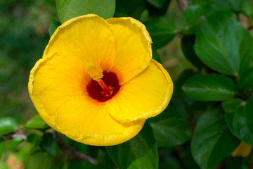 Obraz premium Red flower Hibiscus