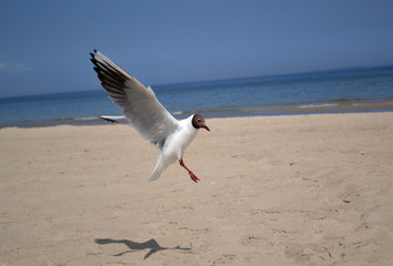 Möwe am Strand