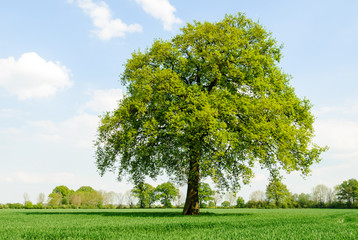 Fototapeta na wymiar Baum in der Marschlandschaft im Frühling