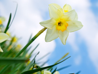 Yellow daffodil flower in the field