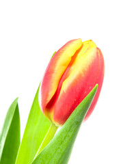 tulips growing