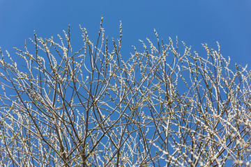 Spring branches of a tree on a background of the blue sky