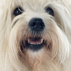 coton de tulear