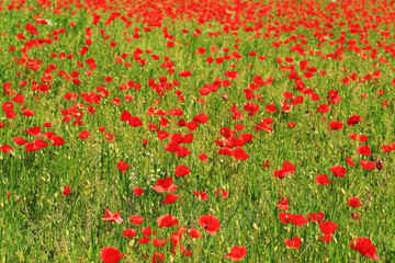 Spring Meadow fully of red Weed