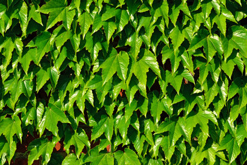 Common ivy (Hedera helix) on a brick wall