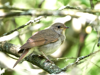 Thrush Nightingale (Luscinia luscinia)