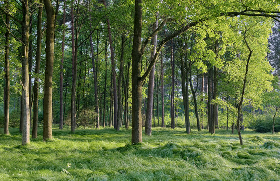 Fototapeta Spring forest