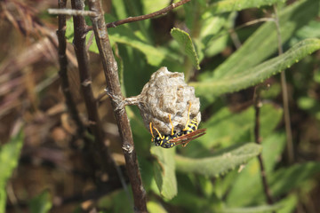 Guêpe - Polistes dominula