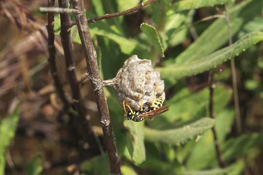 Gu&ecirc;pe - Polistes dominula