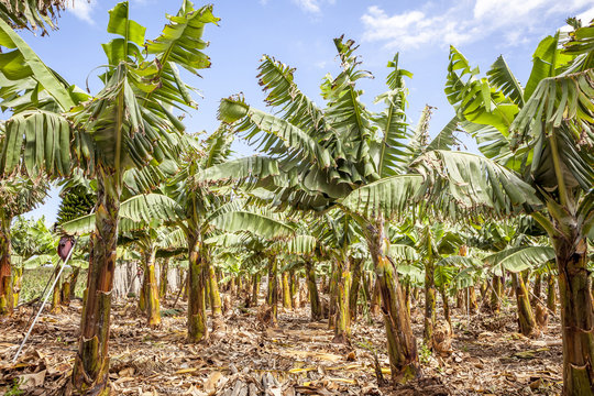 banana plantation