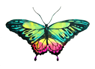 butterflies design