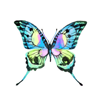 butterflies design