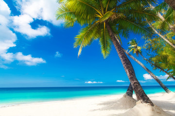 Dream scene. Beautiful palm tree over white sand beach. Summer n