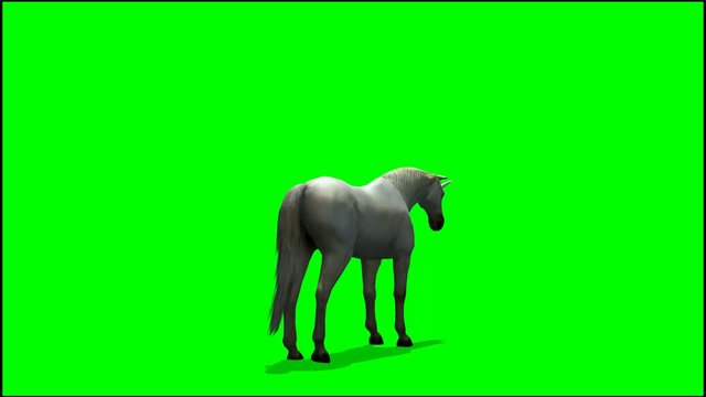 Unicorn graze  - green screen