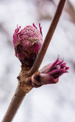 Blossoming buds elderberries