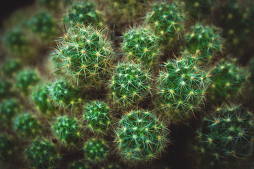 Fototapeta premium Cactus
