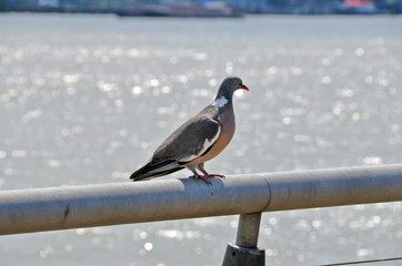 London pigeion. Thames river