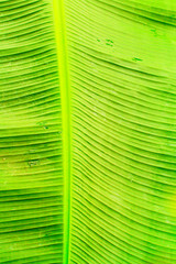 Tropical Leaf