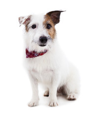 Puppy  jack russel terrier dog on a white background