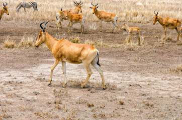 Naklejka premium Coke's Hartebeest