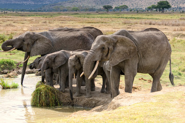 Fototapeta premium Elephants, Serengeti