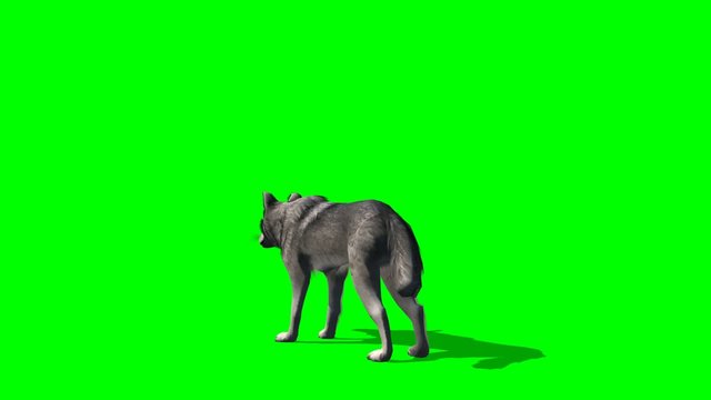 wolf stands and looks around - green screen