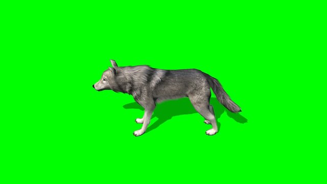 wolf stands and looks around - green screen