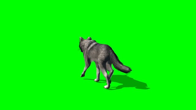 wolf walks - green screen