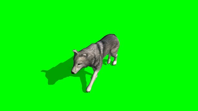 wolf walks - green screen