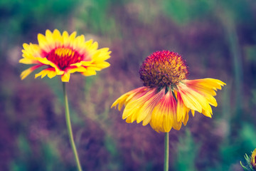 vintage photo of flowers