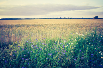 Fototapeta na wymiar vintage photo of green cereal field