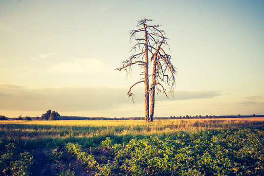 vintage photo of summer sunset over cereal field and dead tree