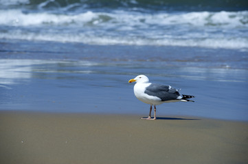 Sea Gull