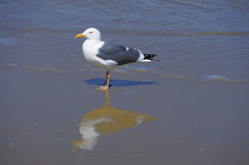 Sea Gull