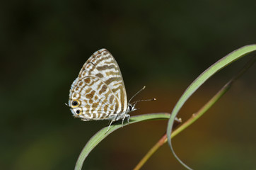 Fototapeta na wymiar Zebra Blue Butterfy