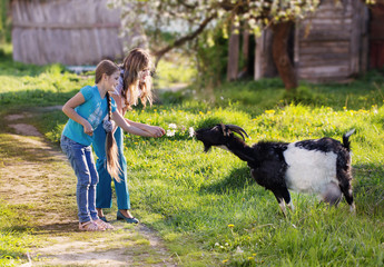 Naklejka na ściany i meble women and girl feeding goat