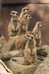 group of meerkats on alert