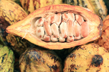 Cocoa pods