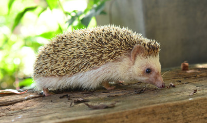 Hedgehog