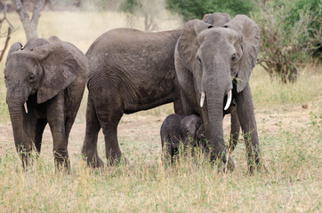 Naklejka na ściany i meble Elephants in Tarangire National Park, Tanzania, Africa